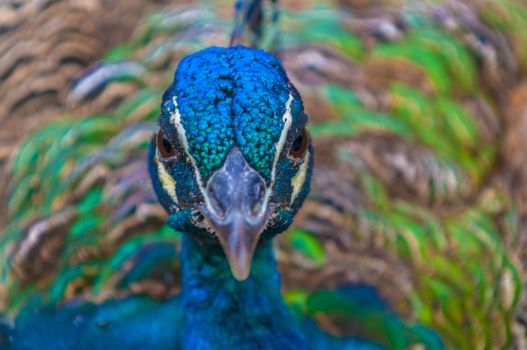 Male Peacock's Head close-up shot