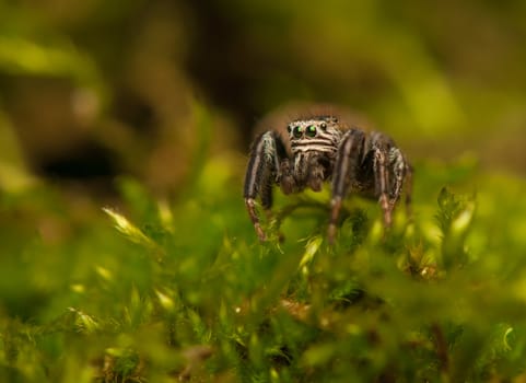 Evarcha - Jumping spider