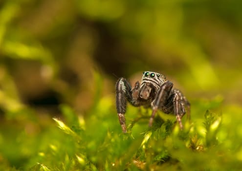 Evarcha - Jumping spider