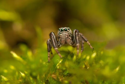 Evarcha - Jumping spider