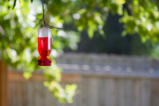 A bird feeder hanging on a tree branch with some trees and a face in the background
