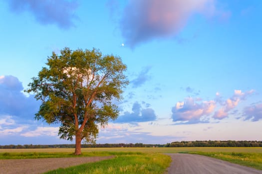 Lonely Tree In Sunset. Dirty Rural Road In Countryside