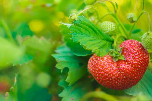 Strawberry Berry Growing In Natural Environment. Macro Close-Up.