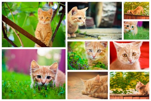 Peaceful Orange Red Tabby Male Kitten. Set Collage, Background