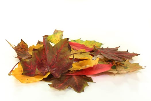 different colorful autumn leaves against white background