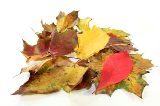 different colorful autumn leaves against white background