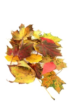 different colorful autumn leaves against white background