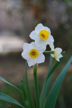 A group of white narcissus, Amaryllis family. Daffodil is a common English name.