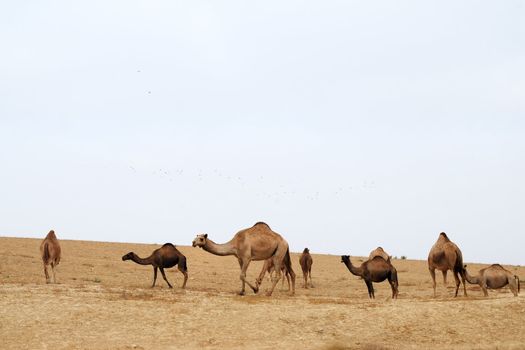 Dromedary camel herd in the desert Negev, Israel