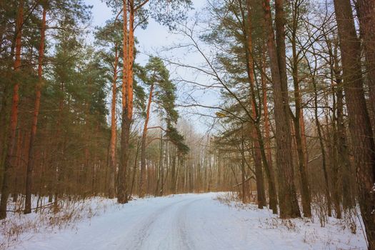 Landscape With A Winter Forest Road