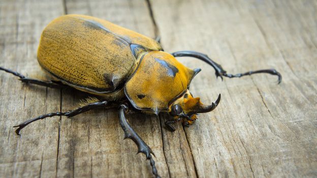 A close up of an Elephant Beetle on wood background