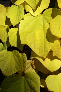 autumn leaves
