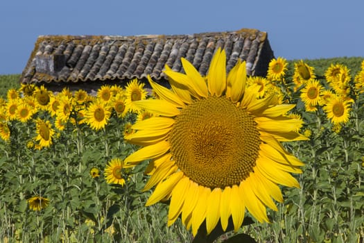 A field of Sunflowers (Helianthus annuus) in the South of France.