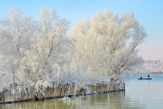 winter trees covered with frost