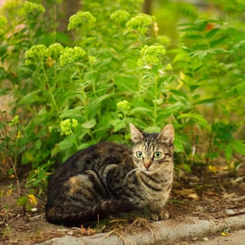 Cat In Grass Outdoor