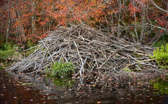 beaver dam in nature in an autumn forest 