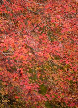 maple leaves in the autumn season
