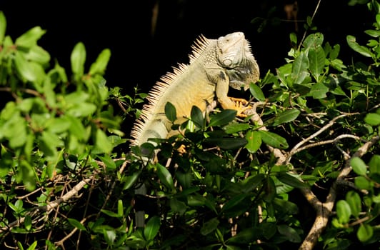 green iguana sitting in tropical tree in nature
