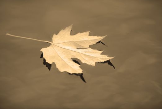 autumn maple leaf reflection in water in sepia