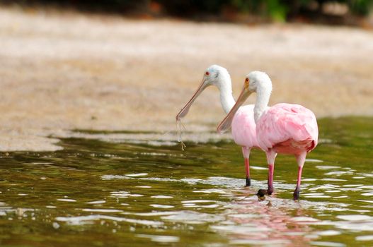 two roseate spoonbills in water in nature