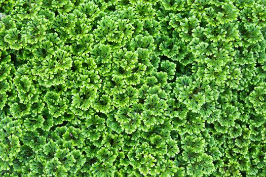 Green background of the ground cover plants