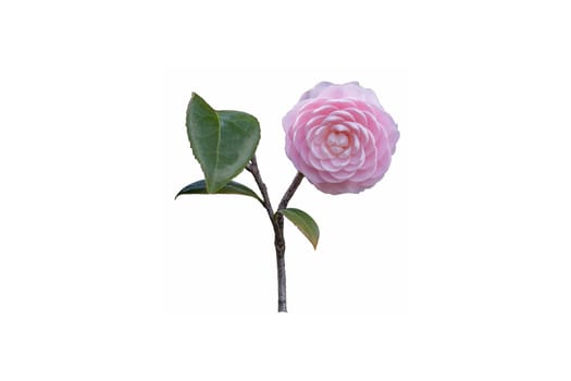 This image is of a single pink camellia and leaves isolated on a white background.