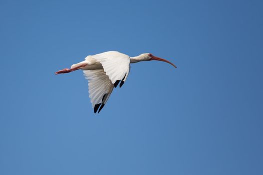 This solitary White Ibis is flying against a beautiful blue sky.