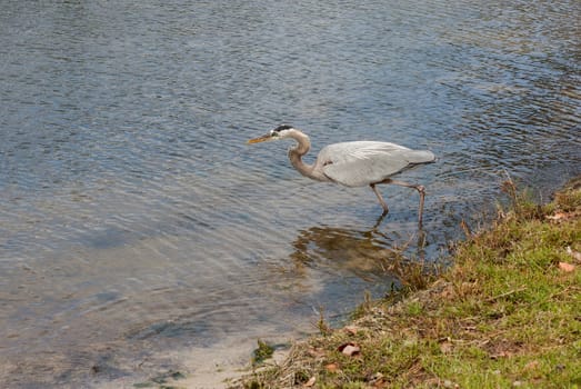 This Great Blue Heron is carefully stalking its prey.