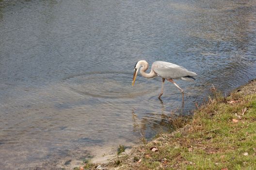 The Great Blue Heron has successfully captured an appetizer.