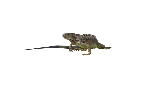 This is an image of an Iguana isolated on a white background. Although Iguana are numerous in the Keys, they are not a native species. It is thought they were initially introduced to the area by disillusioned pet owners.