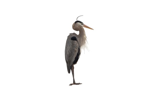 This image is of a Great Blue Heron isolated on a white background.