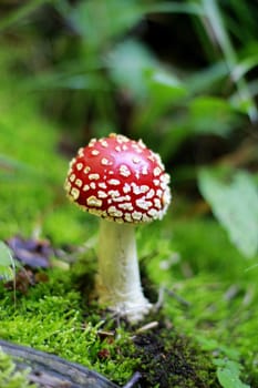 Red Poisoned Mushroom Growing In The Summer Forest