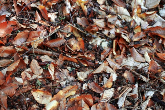 Yellow fallen autumn leaves on the ground