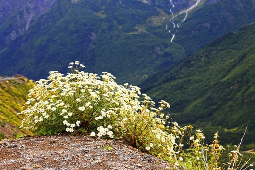 Caucasus mountain landscape and bush of camomiles