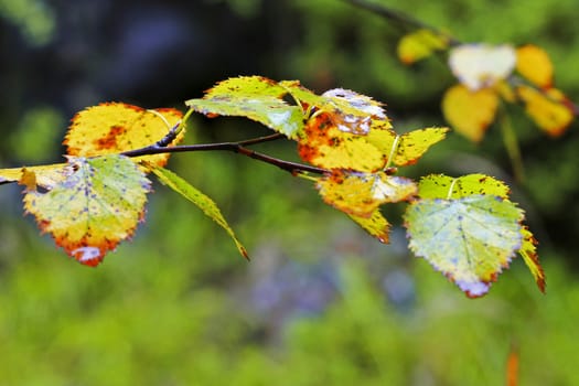 Wet leaves on the branch of the tree after rain