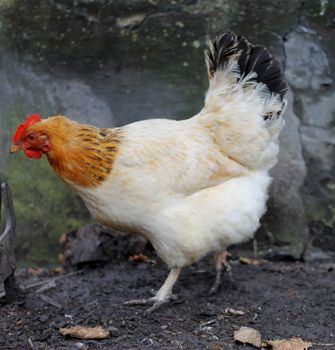 Chick walking around the yard in village