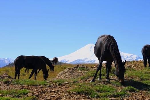Horses on the summer autumn caucasus meadow