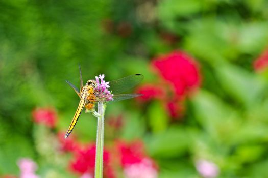 Dragonfly on a panicle with colorful flower background