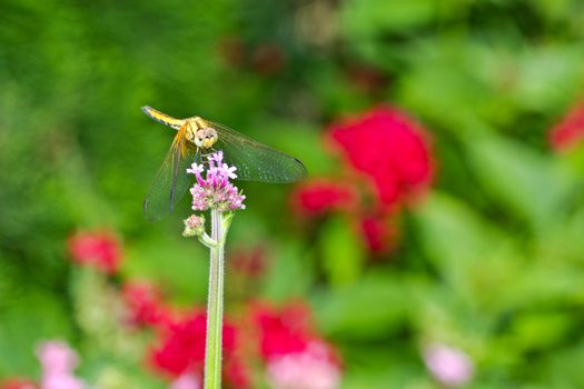 Dragonfly on a panicle with colorful flower background