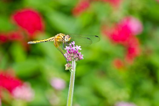 Dragonfly on a panicle with colorful flower background