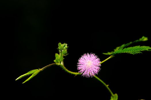 Mimosa pudica Linn, The ground cover plant is sensitive to touch and vibration.