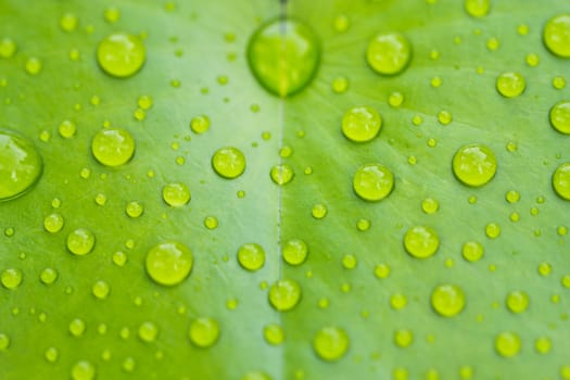 Rain drop on the lotus leaf, nice for background
