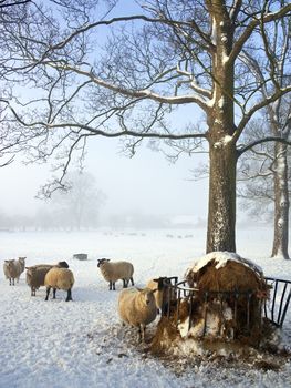 Feeding sheep on a farm in winter snow in North Yorkshire in the United Kingdom.