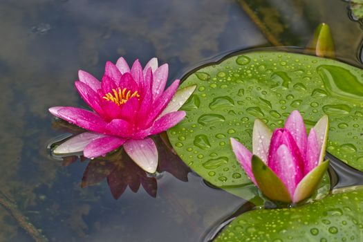 Blooming lotus in the basin after rained