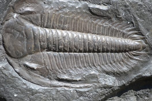 fossil trilobites