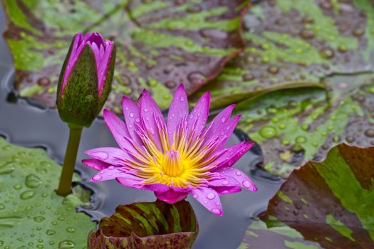 Blooming lotus in the basin after rained