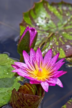 Blooming lotus in the basin after rained