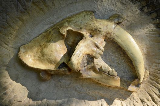 Machairodontinae skull