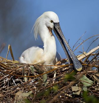 A Eurasian Spoonbill (Platalea leucorodia) on it's nest in the Shikoku region of Japan. 