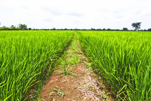 Rice field, the main agriculture of Thailand